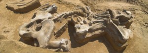 viminacijum-mamut